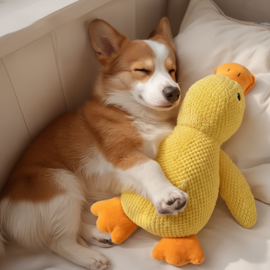 Beruhigungs-Ente für Hunde